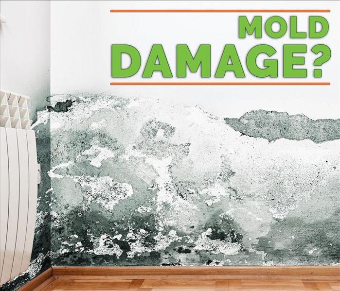 How we can Clean a basement after water damage in Lake Bluff? What to do to prevent Mold Damage in the property?